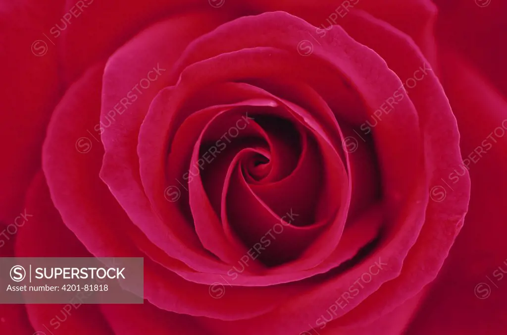 Rose (Rosa sp) petal whorl