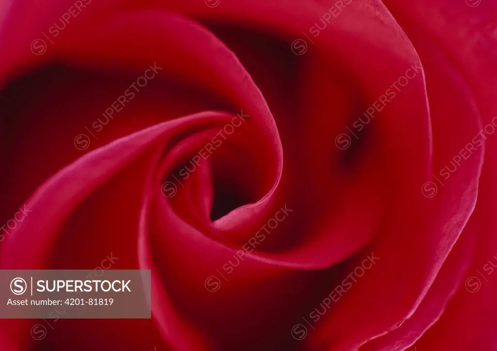 Rose (Rosa sp) petal whorl