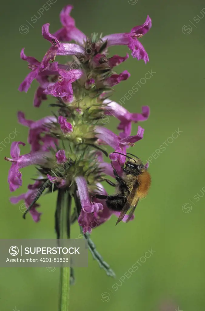 Brown Bumblebee (Bombus pascuorum) on red labiate flower
