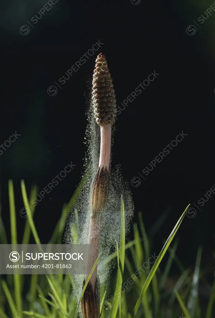 Field Horsetail (Equisetum arvense) shedding pollen