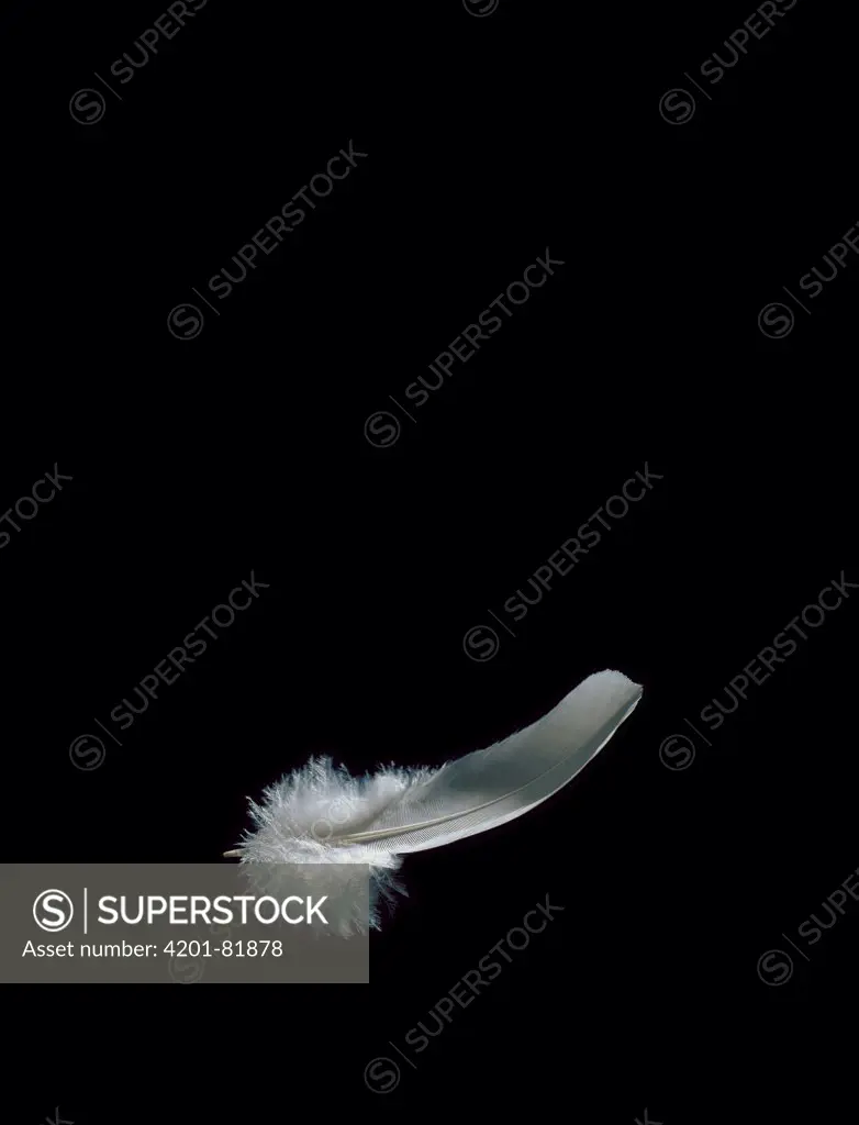 Java Dove (Streptopelia risoria) feather