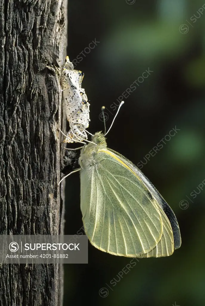 Cabbage Butterfly (Pieris brassicae) newly emerged from pupa