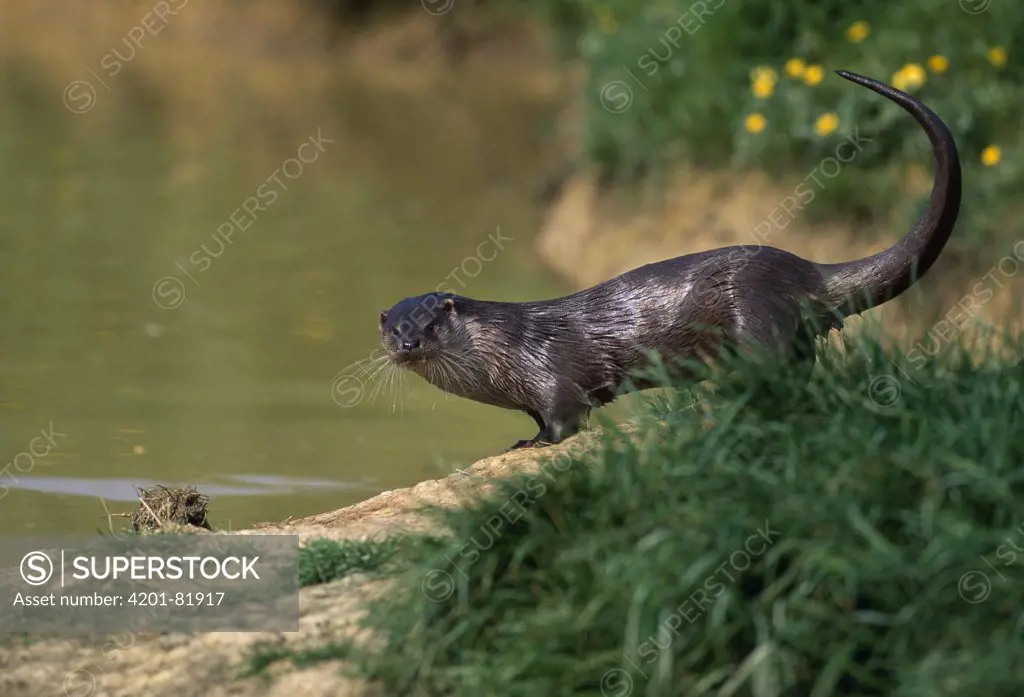 European River Otter (Lutra lutra) sprainting, Europe