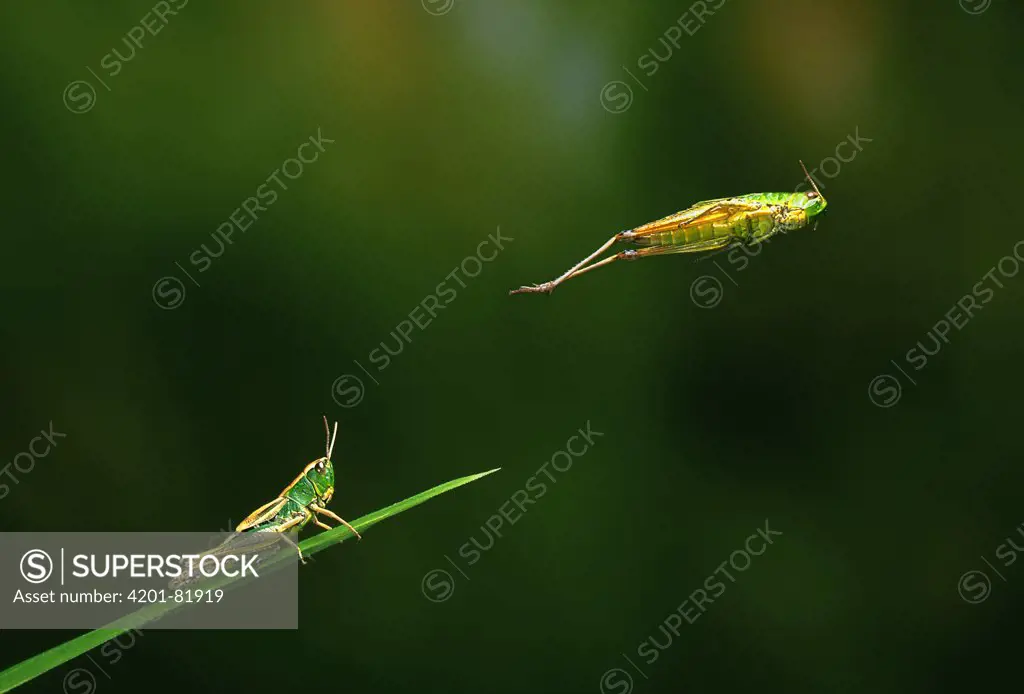 Meadow Grasshopper (Chorthippus parallelus) hopping, multiflash image