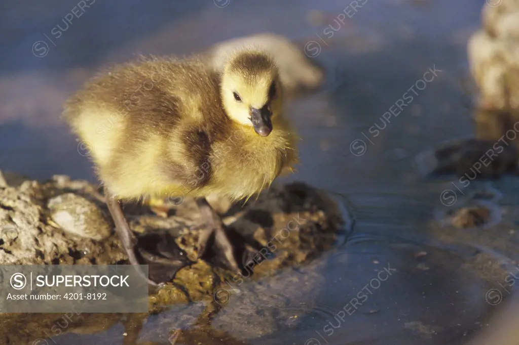 Canada Goose (Branta canadensis) chick at water's edge, Germany