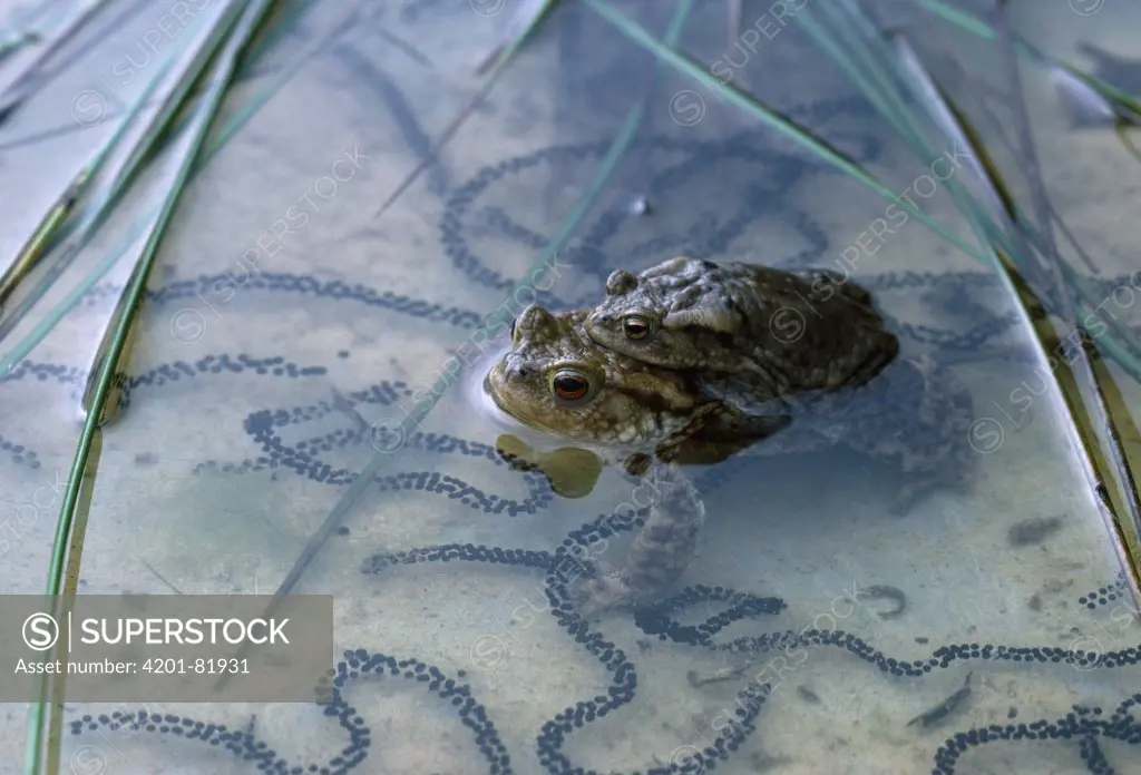 European Toad (Bufo bufo) pair in amplexus in pond, surrounded by strings of spawn