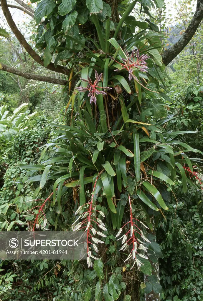 Bromeliad flowering in rainforest, Tobago, West Indies