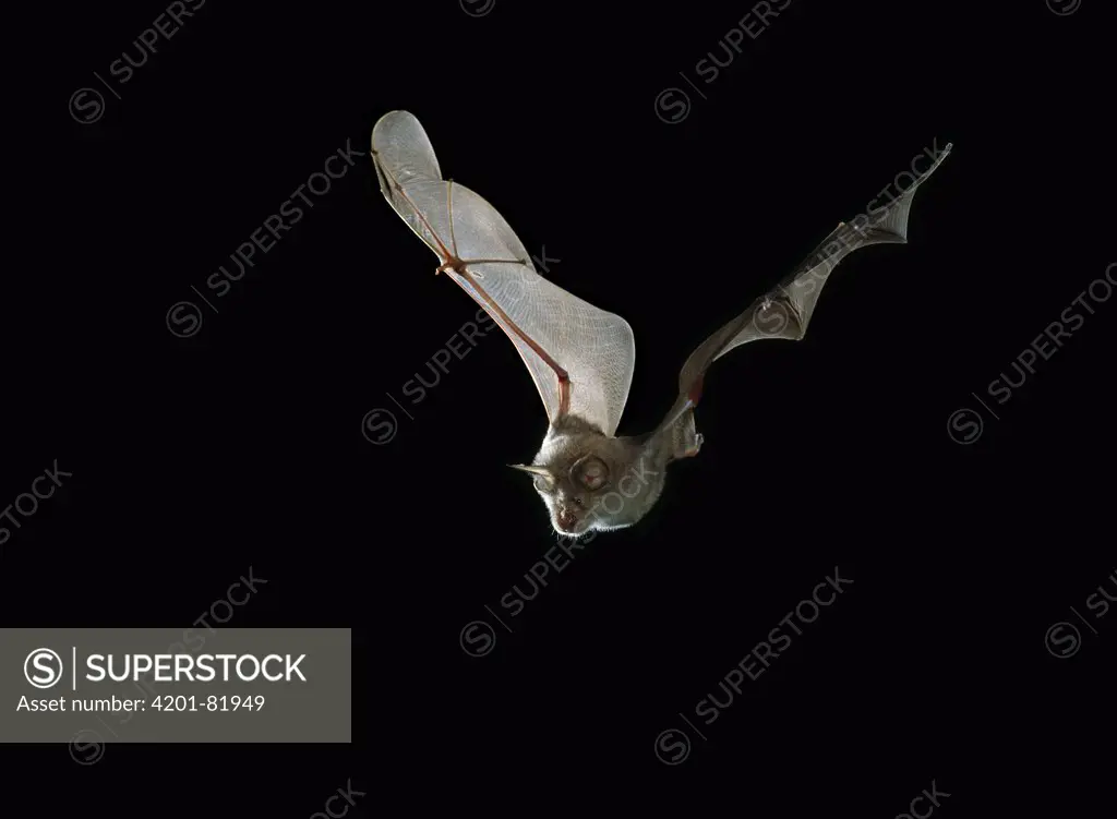Greater Horseshoe Bat (Rhinolophus ferrumequinum) flying