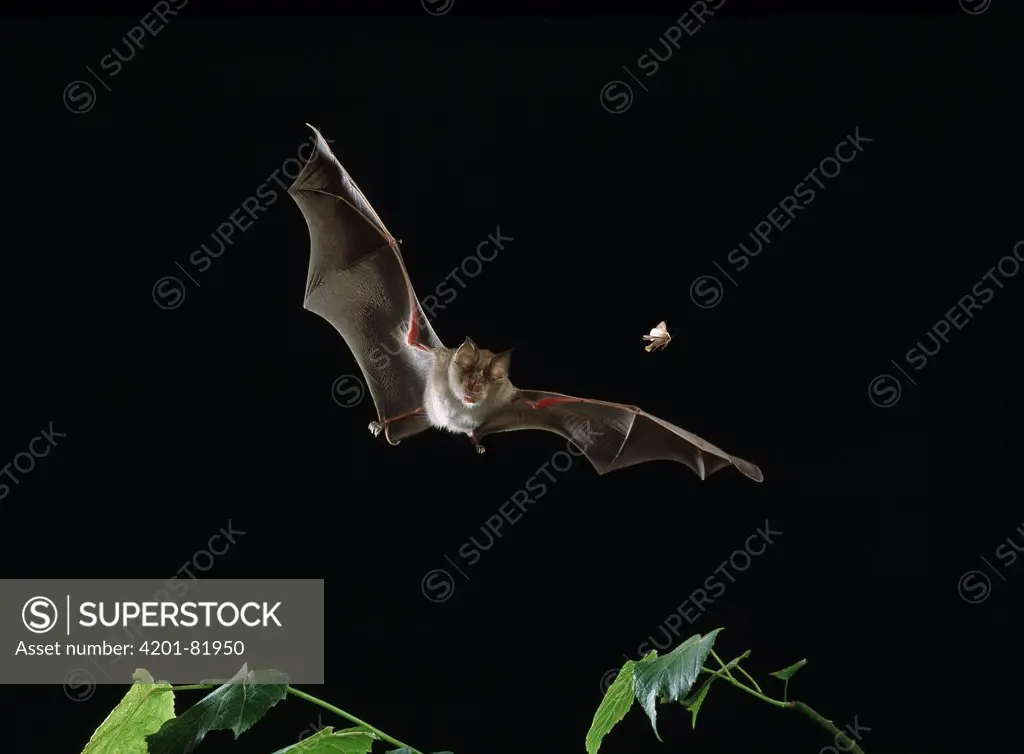 Greater Horseshoe Bat (Rhinolophus ferrumequinum) pursuing moth