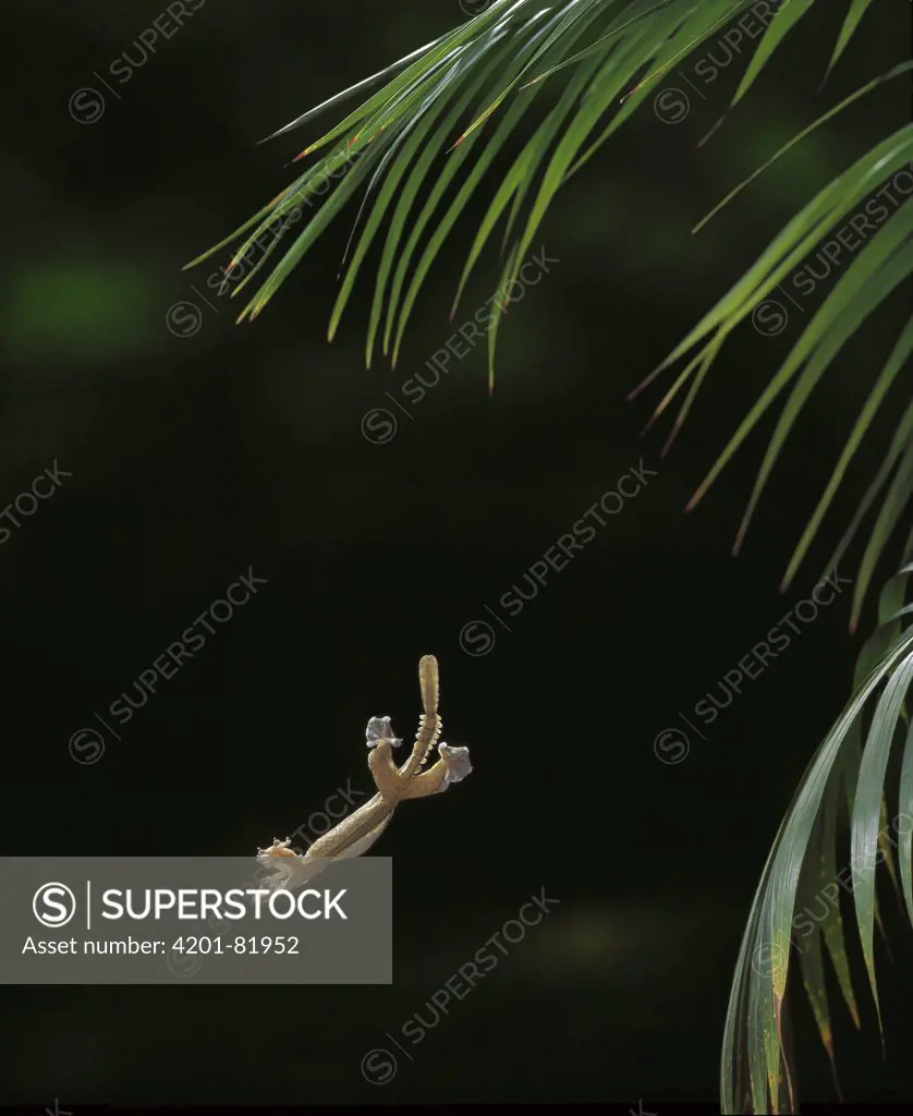 Flying Gecko (Ptychozoon sp) gliding