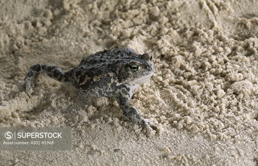 Natterjack Toad (Bufo calamita) walking on sand