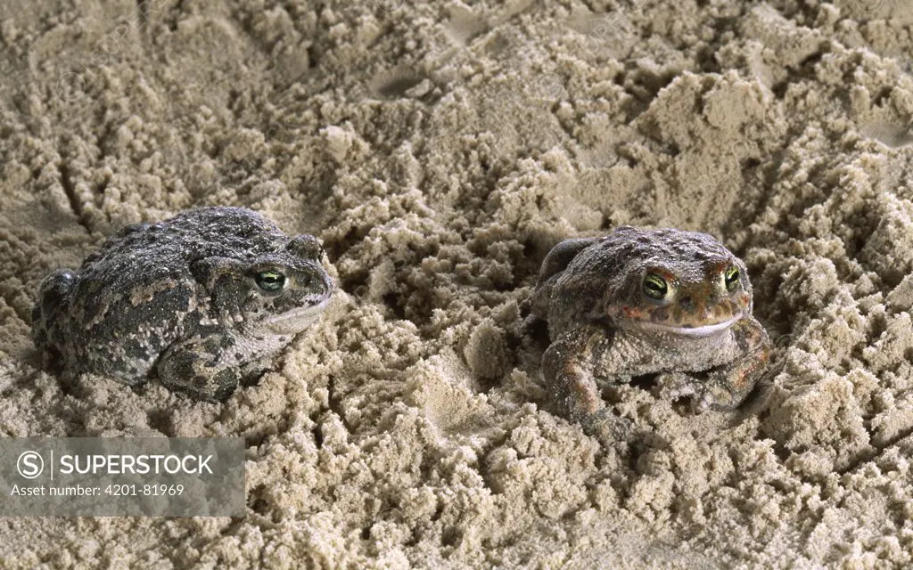 Natterjack Toad (Bufo calamita) pair