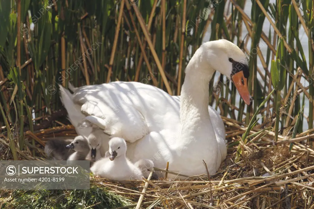Mute Swan (Cygnus olor) parent with chicks in nest made of reeds, Germany