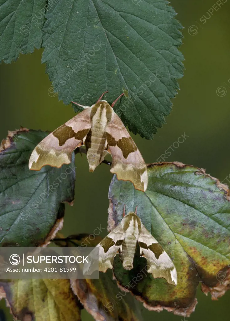 Lime Hawk Moth (Mimas tiliae) female and male