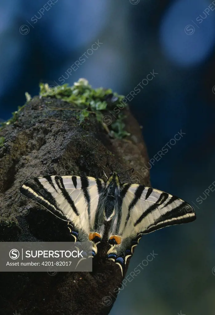 Scarce Swallowtail butterfly (Iphiclides podalirius) resting