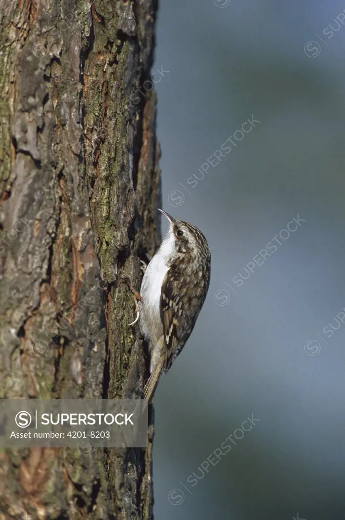 Short-toed Tree-Creeper (Certhia brachydactyla) on tree trunk, Germany