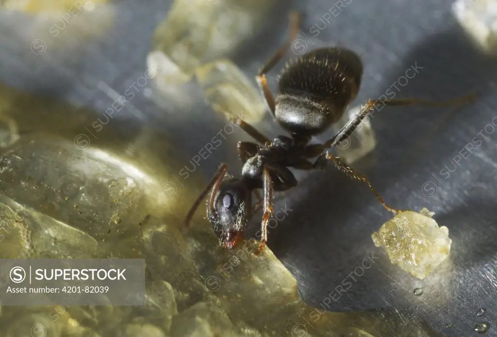 Black Garden Ant (Lasius niger) feeding on spilt brown sugar in kitchen sink