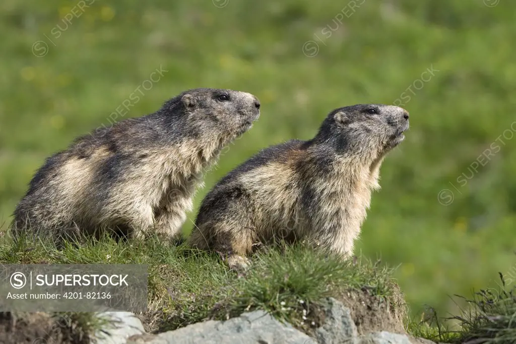 Alpine Marmot (Marmota marmota) pair, Heiligenblut, Hohe Tauern National Park, Austria