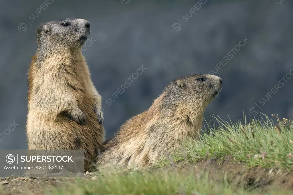 Alpine Marmot (Marmota marmota) pair, Heiligenblut, Hohe Tauern National Park, Austria