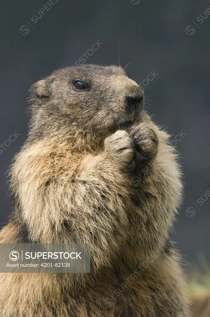 Alpine Marmot (Marmota marmota) feeding, Heiligenblut, Hohe Tauern National Park, Austria