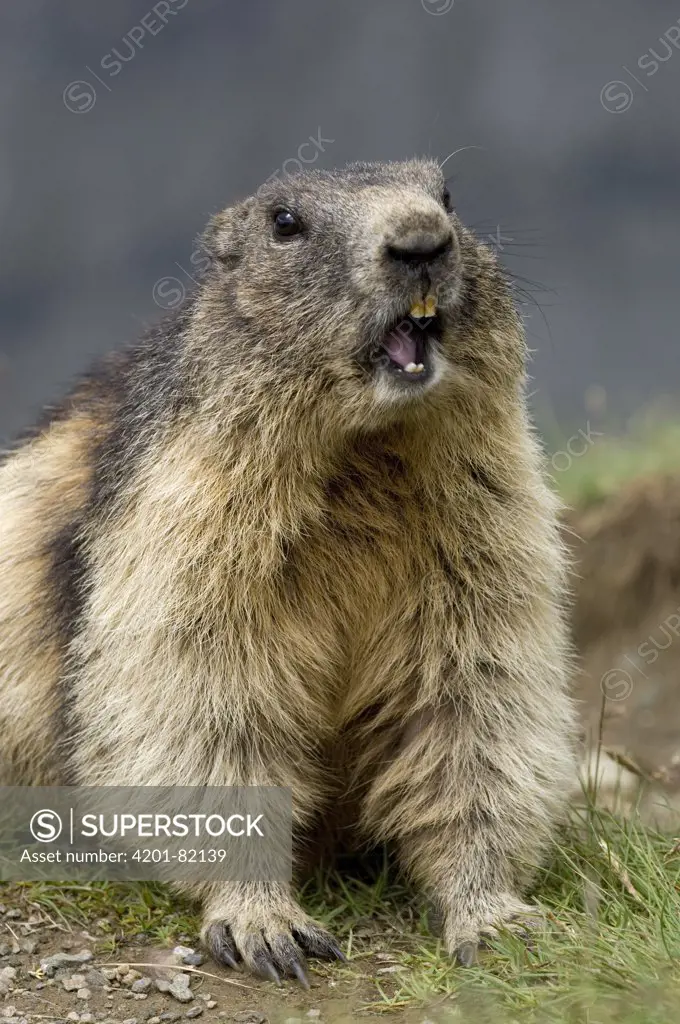 Alpine Marmot (Marmota marmota) calling, Heiligenblut, Hohe Tauern National Park, Austria