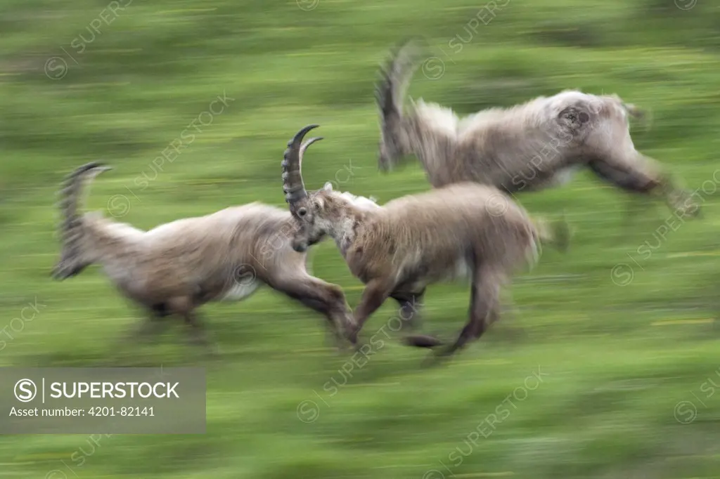 Alpine Ibex (Capra ibex) trio running down a mountain slope, Heiligenblut, Hohe Tauern National Park, Austria