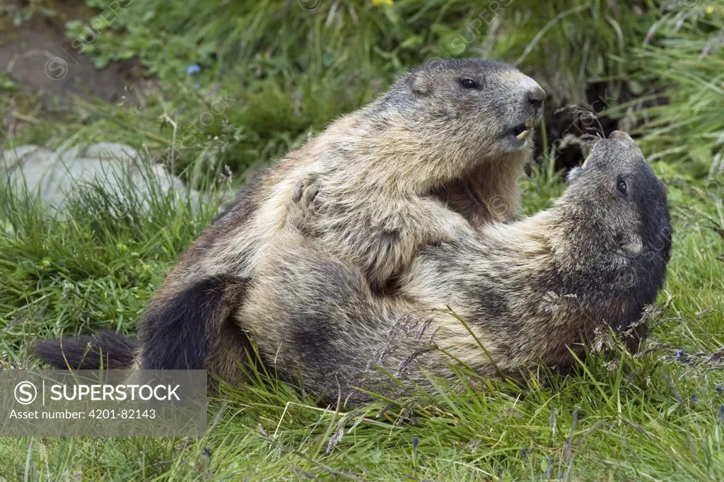 Alpine Marmot (Marmota marmota) pair playing, Heiligenblut, Hohe Tauern National Park, Austria