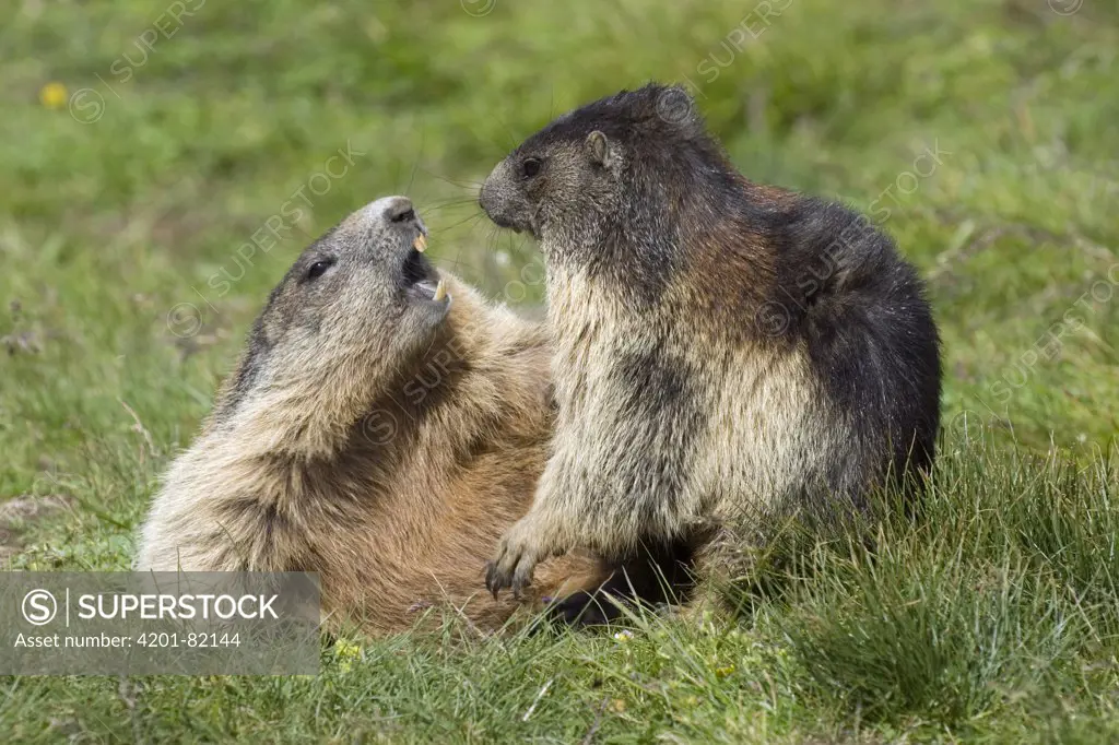 Alpine Marmot (Marmota marmota) pair playing, Heiligenblut, Hohe Tauern National Park, Austria