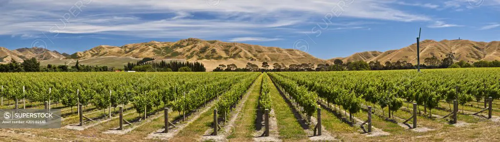 Vineyard, lower Awatere Valley, New Zealand