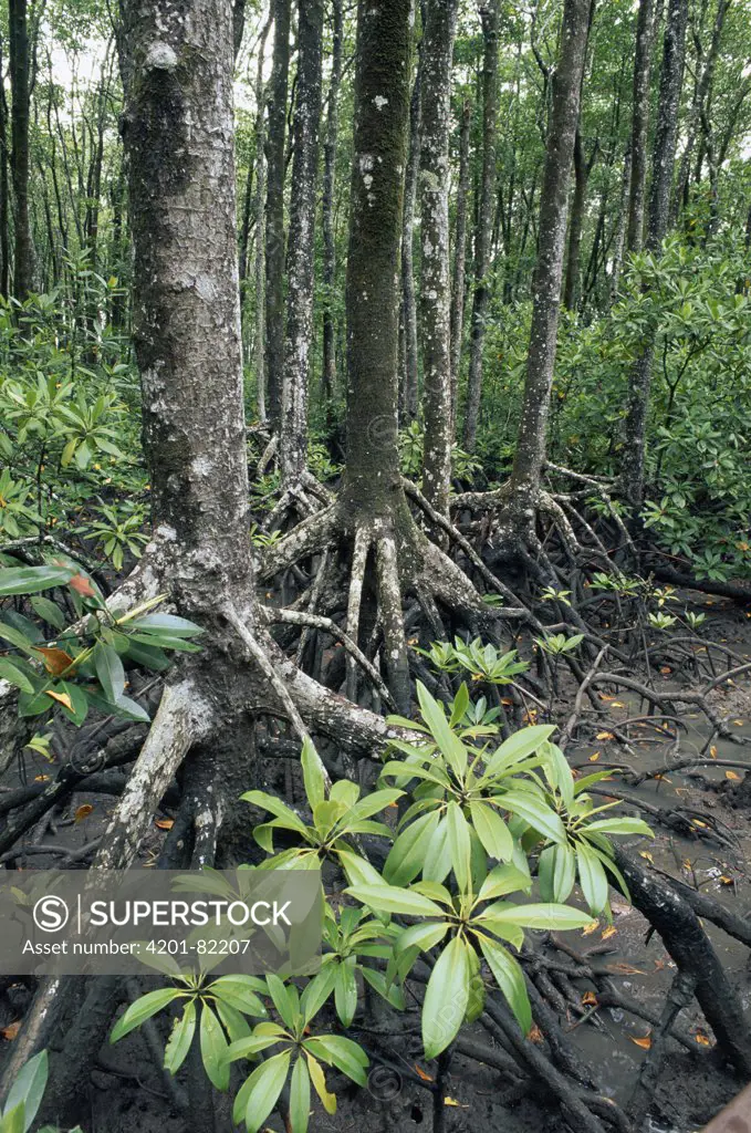 Mangrove (Avicennia sp) forest, Noah Creek, Daintree National Park, Queensland, Australia