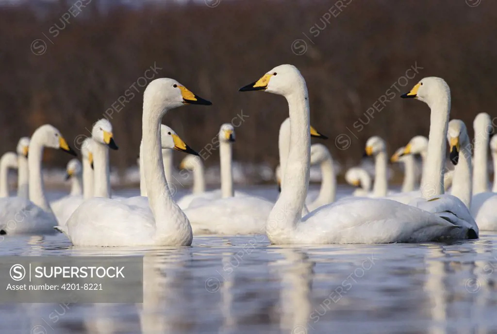 Whooper Swan (Cygnus cygnus) group wintering, Kussharo-ko, Hokkaido, Japan