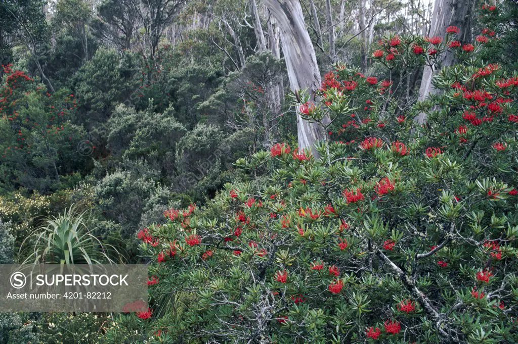 Tasmanian Waratah (Telopea truncata) flowering, temperate rainforest, Tasmania, Australia
