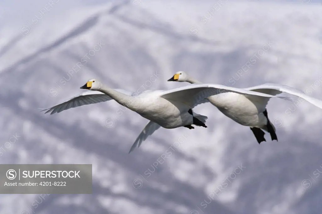 Whooper Swan (Cygnus cygnus) pair flying, Kussharo-ko, Hokkaido, Japan