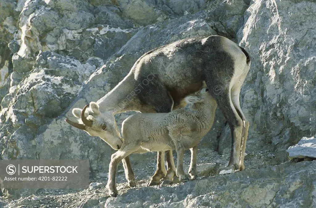 Stone Sheep (Ovis dalli stonei) female nursing her lamb, northern Rocky Mountains, Canada