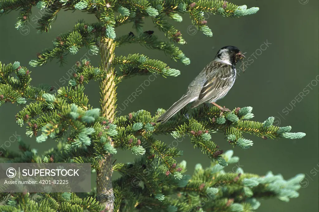 Harris's Sparrow (Zonotrichia querula) perched in a Conifer tree with an insect it has caught, Northwest Territories, Canada