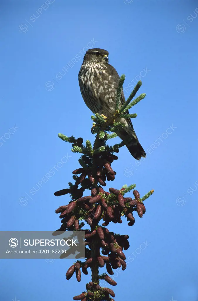 Merlin (Falco columbarius) adult perched atop a conifer tree, Northwest Territories, Canada