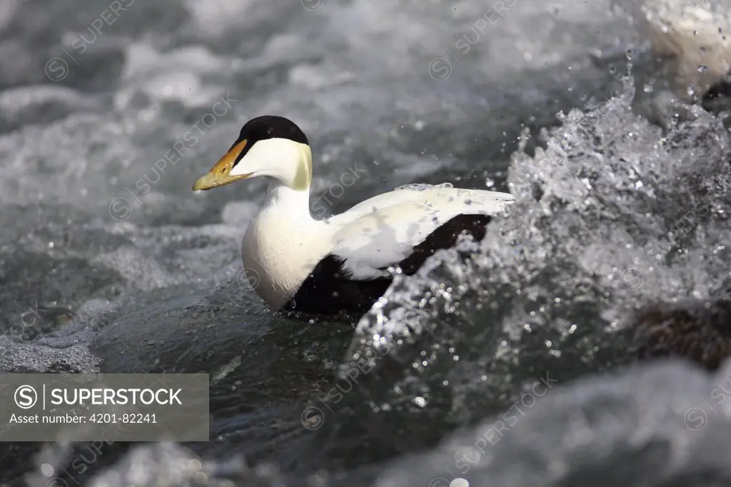 Common Eider (Somateria mollissima) male in a torrent, Iceland