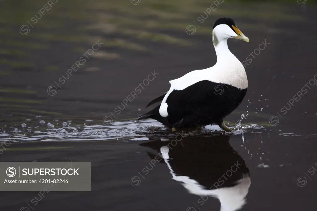 Common Eider (Somateria mollissima) male wading through water, West Fjords, Iceland