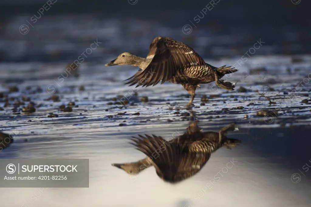 Common Eider (Somateria mollissima) female taking flight, West Fjords, Iceland