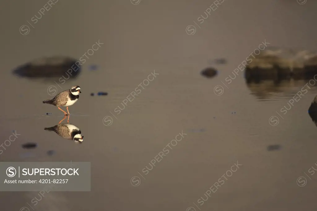 Common Ringed Plover (Charadrius hiaticula), West Fjords, Iceland