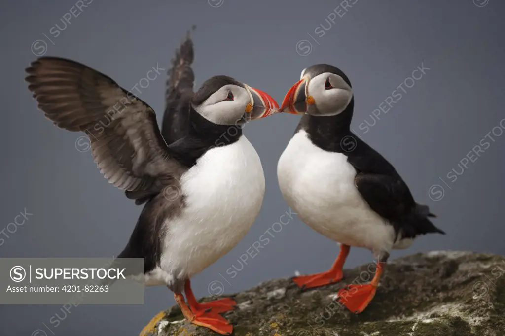 Atlantic Puffin (Fratercula arctica) displaying on the edge of Latrabjarg Cliff, West Fjords, Iceland
