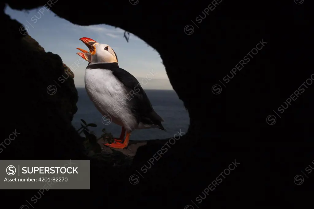 Atlantic Puffin (Fratercula arctica) calling in front of den, Latrabjarg Cliff, West Fjords, Iceland