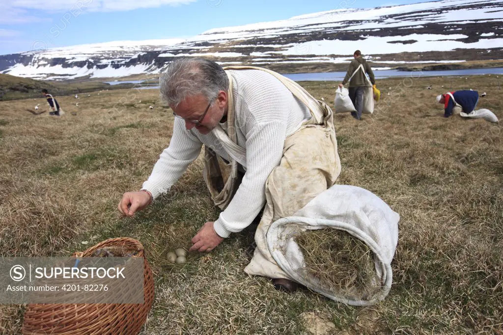 Common Eider (Somateria mollissima) down is replaced by hay during down collection on Eldey Island, Iceland