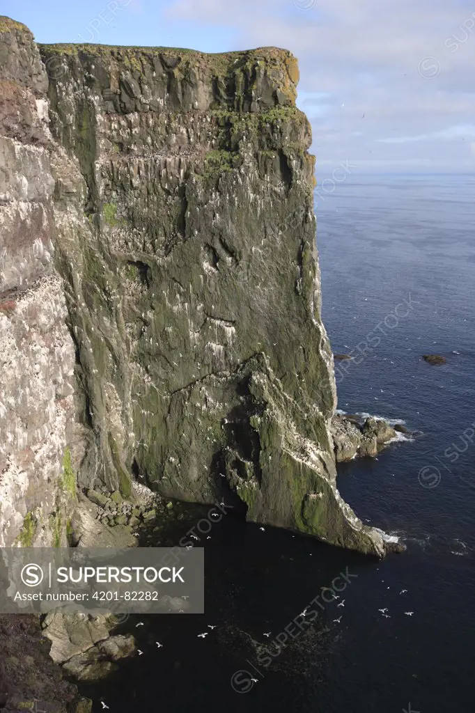 Latrabjarg Cliff with thousands of marine birds nesting in summer, West Fjords, Iceland