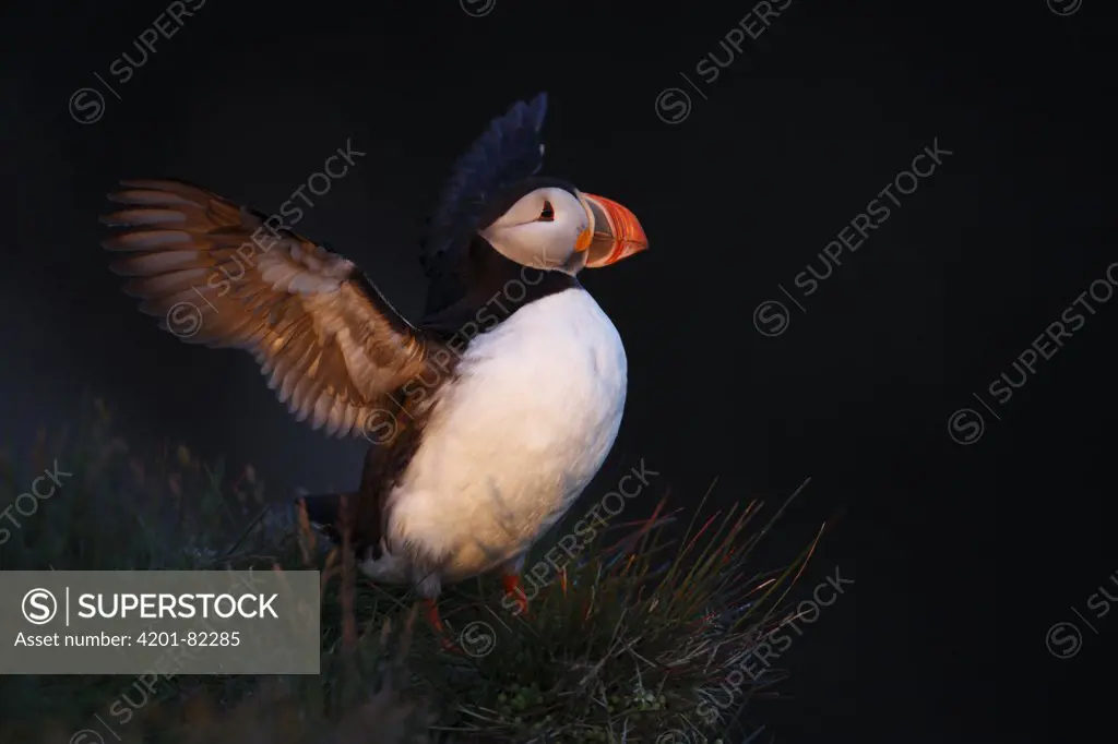 Atlantic Puffin (Fratercula arctica) stretching wings at the edge of Latrabjarg Cliff, West Fjords, Iceland