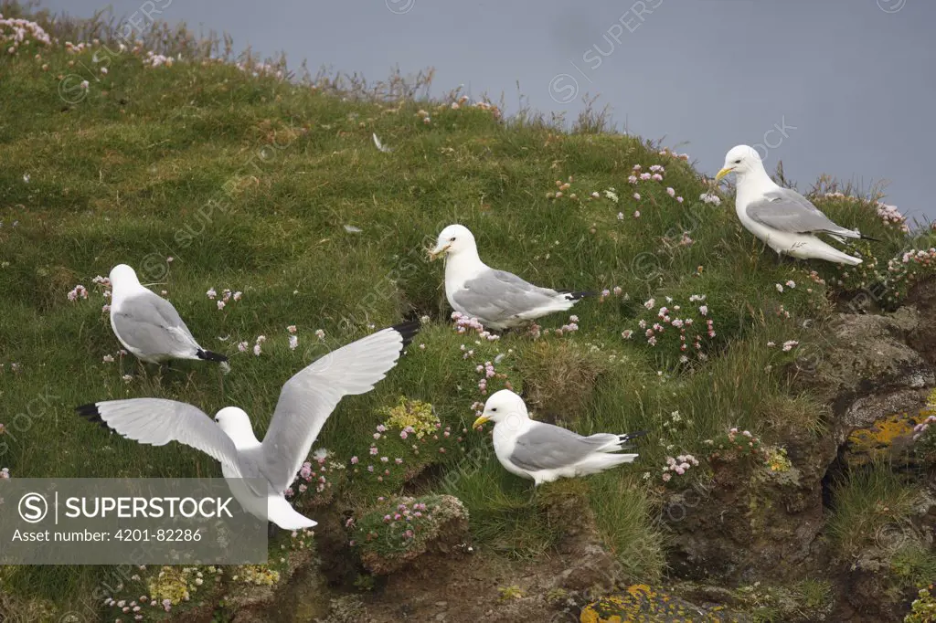 Black-legged Kittiwake (Rissa tridactyla) looking for sheep dung as nest material, Latrabjarg Cliff, West Fjords, Iceland