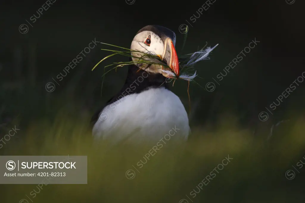 Atlantic Puffin (Fratercula arctica) with nesting material, Latrabjarg Cliff, West Fjords, Iceland