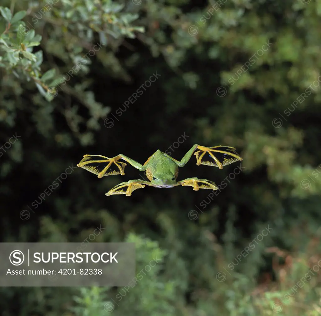 Wallace's Flying Frog (Rhacophorus nigropalmatus) glides to the forest floor by extending webbed feet, native to Malaysia and Borneo