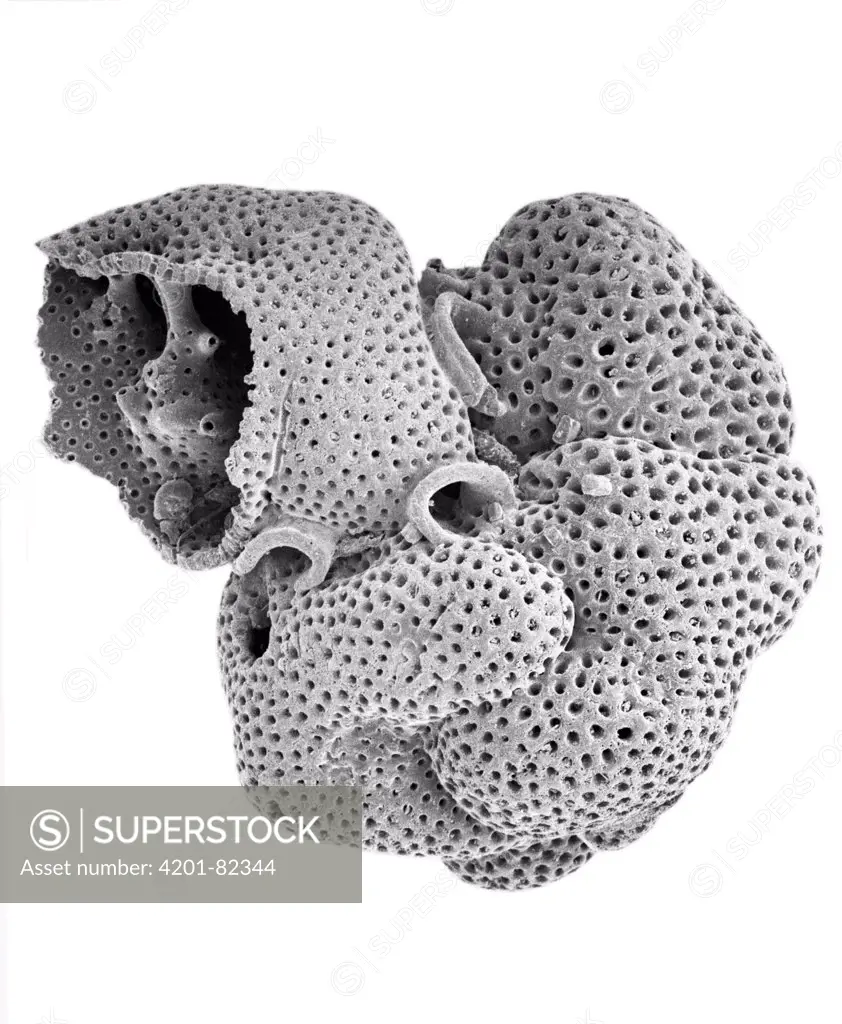 Foraminiferan (Globigerina sp) SEM close-up view at 21x magnification, that came from a beach in Formentera, Balearic Islands, Spain