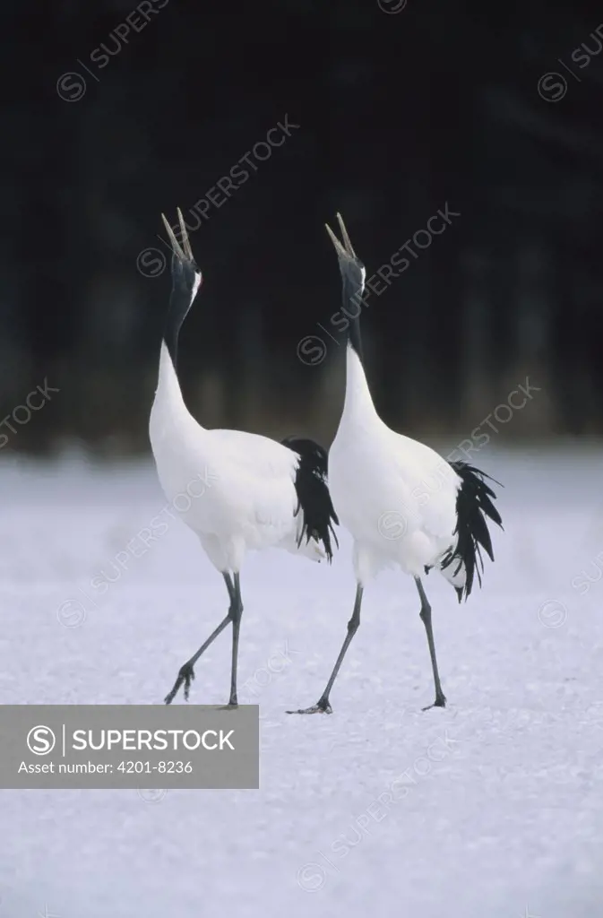 Red-crowned Crane (Grus japonensis) pair calling during courtship dance at their wintering grounds, Hokkaido, Japan